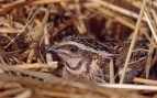 Codorniz, naturaleza, curiosidades