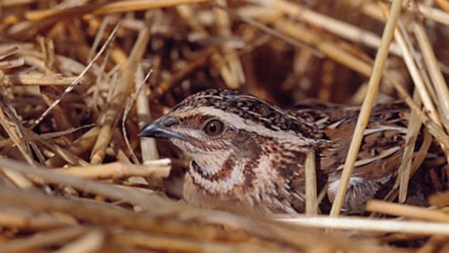 Codorniz, naturaleza, curiosidades