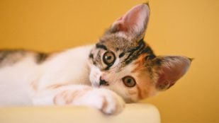 Gato