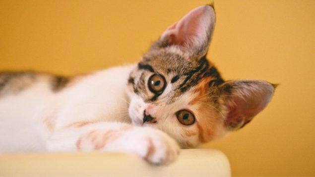 Gato