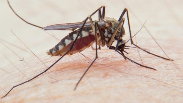 Mosquitos en octubre