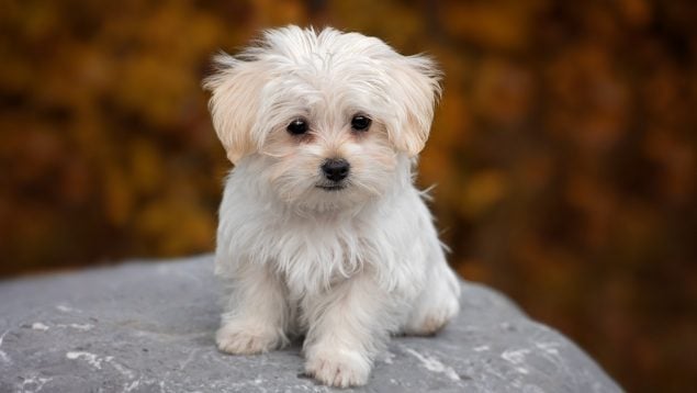 Perro