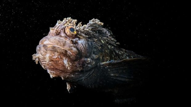Concurso de Fotografía para el Día Mundial de los Océanos. Foto: Andrey Nosik/ONU.