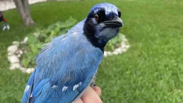 Ave, naturaleza, animales