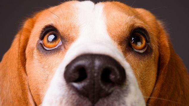 El ombligo del perro