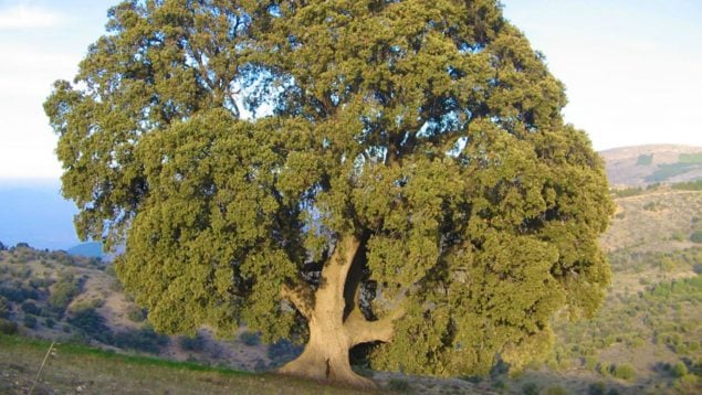 Árbol, Andalucía, naturaleza