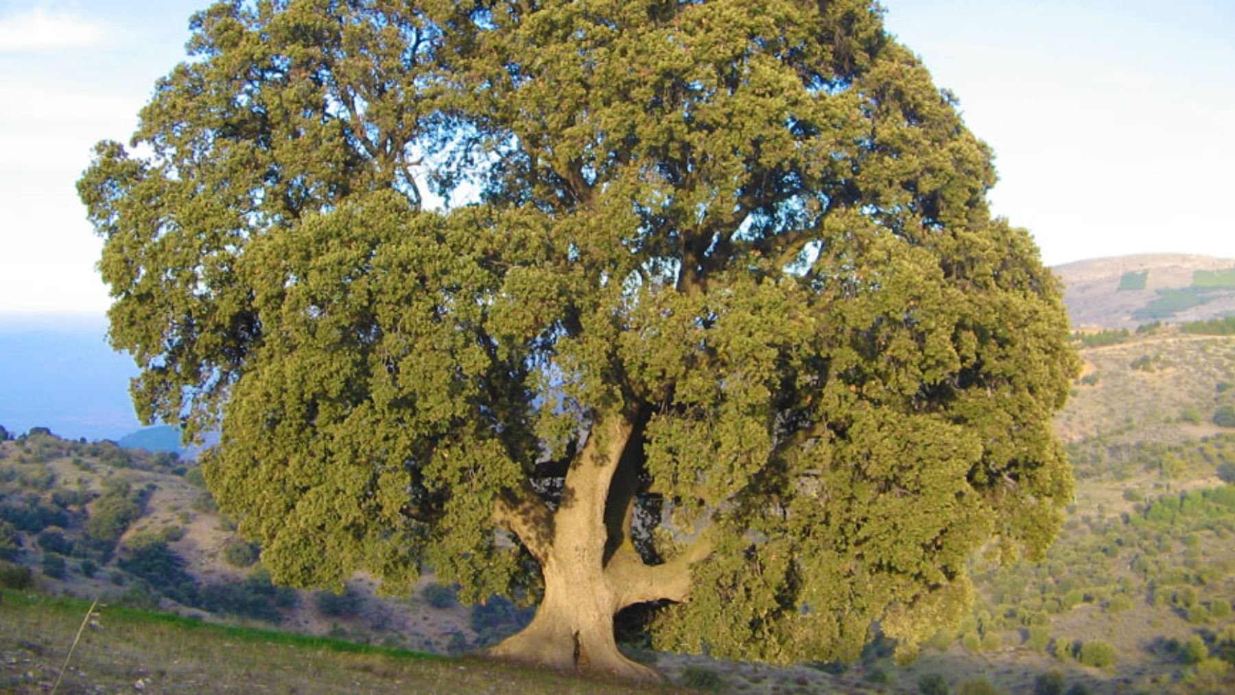 Luto en la botánica española: el árbol más grande de Andalucía tiene una grieta de 4 metros que no deja de crecer