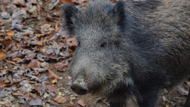 Dinero a los cazadores valencianos por abatir jabalíes, caza del jabalí en la Comunidad Valenciana, 300.000 euros por cazar jabalíes en Valencia, cazadores valencianos y captura del jabalí.
