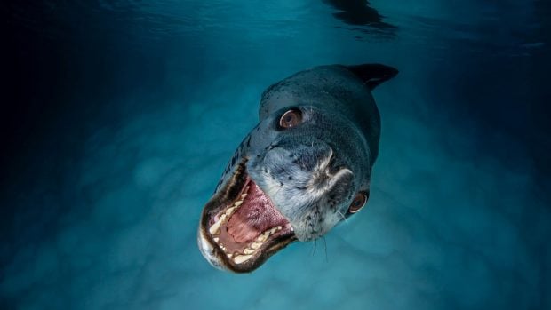 Concurso de Fotografía para el Día Mundial de los Océanos. Foto: Lars von Ritter Zahony/ONU.
