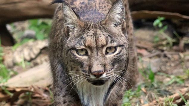 Lince ibérico, animal, mamífero