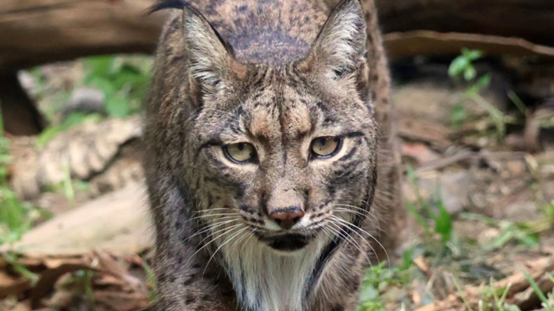 Lince ibérico. Foto: Selwo Aventura