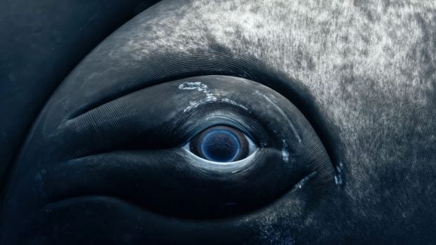 Ojo de una ballena jorobada. Foto: Rachel Moore/ONU.