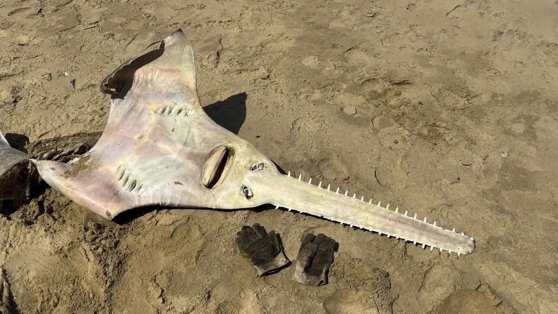 Descubrimiento insólito: camina por la playa y encuentra el cadáver de un pez que se creía extinto desde 1999