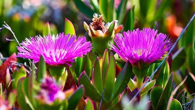 Plantas invasoras, naturaleza, curiosidades