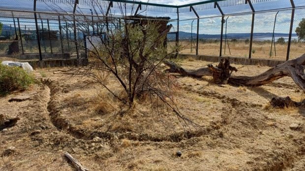 implantación fibra óptica lince ibérico