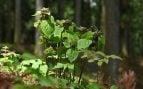 Vincetoxicum nakaianum, planta y mimetismo en Japón, planta que imita el olor de las hormigas heridas, estrategia inédita de una planta para atraer arañas, cómo hace una planta para ser más atractiva para polinizadores.