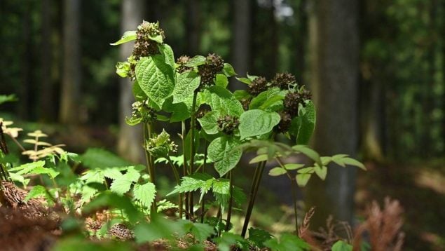 Vincetoxicum nakaianum, planta y mimetismo en Japón, planta que imita el olor de las hormigas heridas, estrategia inédita de una planta para atraer arañas, cómo hace una planta para ser más atractiva para polinizadores.