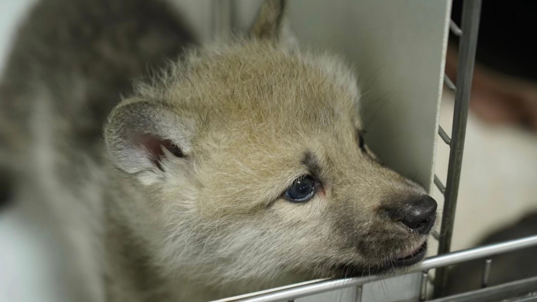 loba, lobo, animales, naturaleza