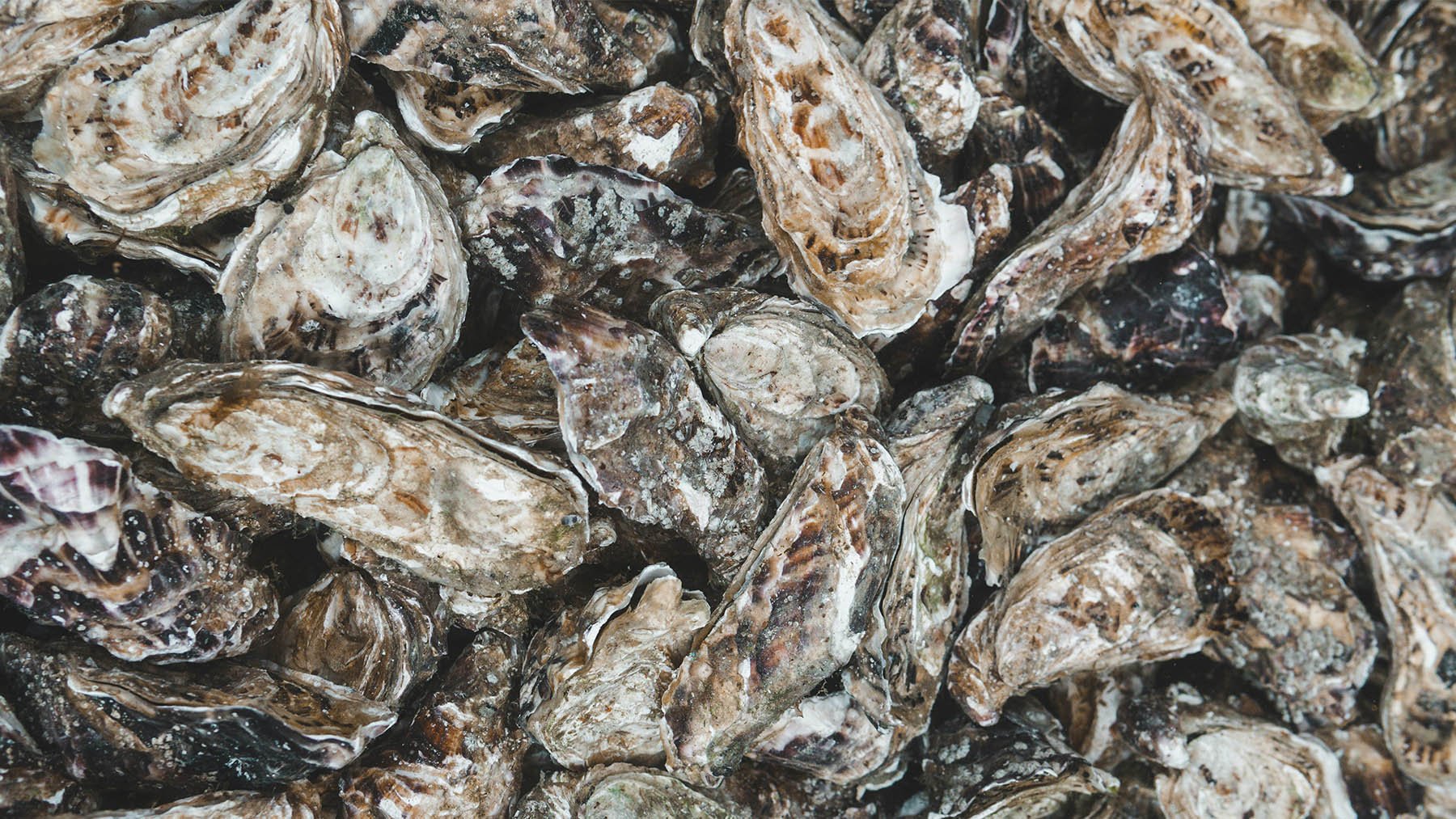 Los científicos no dan crédito: criar ostras reduce la contaminación y captura tanto carbono como un bosque entero