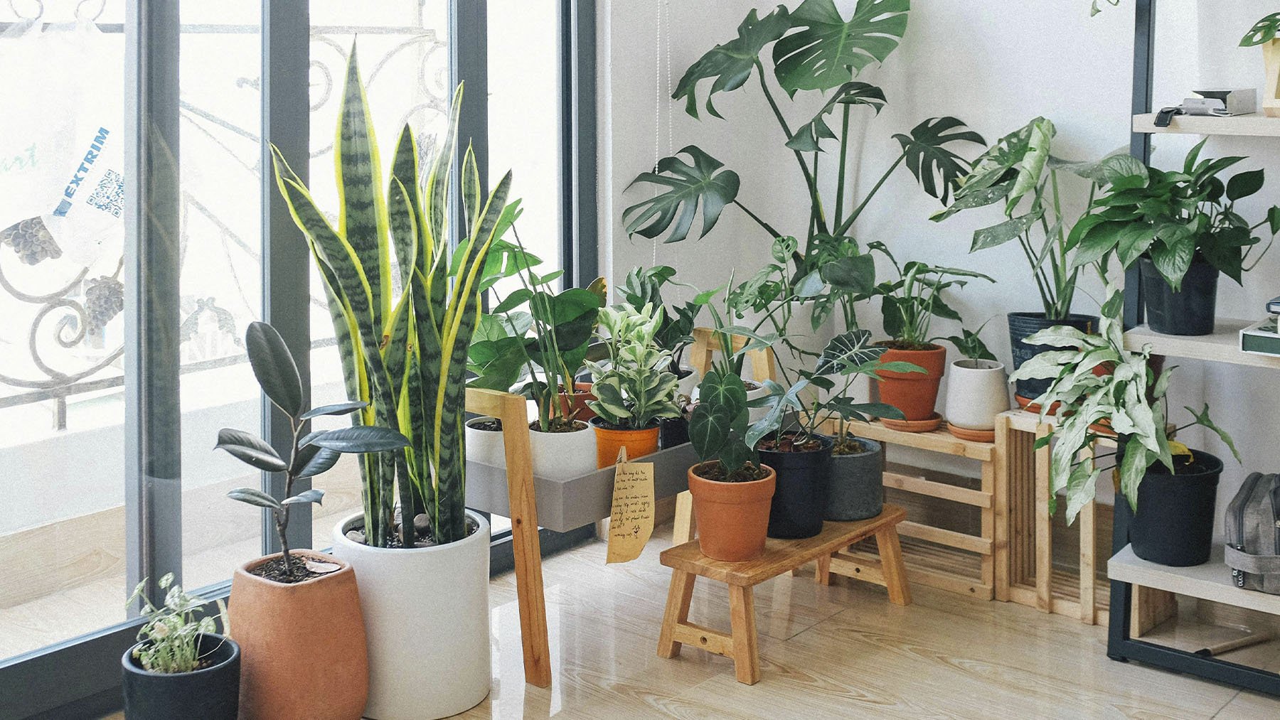 Plantas