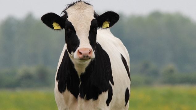 Vacas