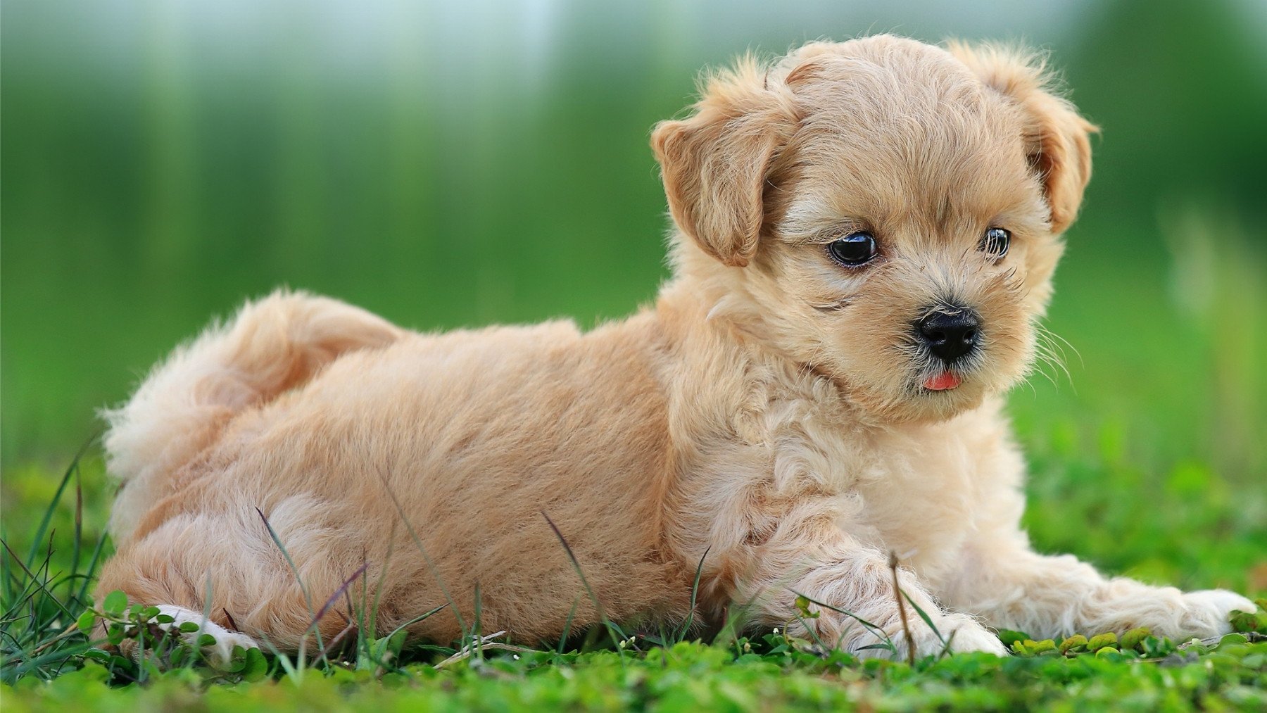 Tu perro suda y no sabes por dónde: el descubrimiento te va a sorprender