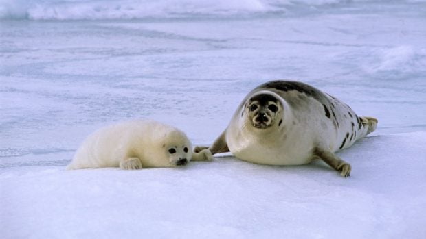 Dos focas, una madre y su cr&iacute;a, en el &Aacute;rtico.