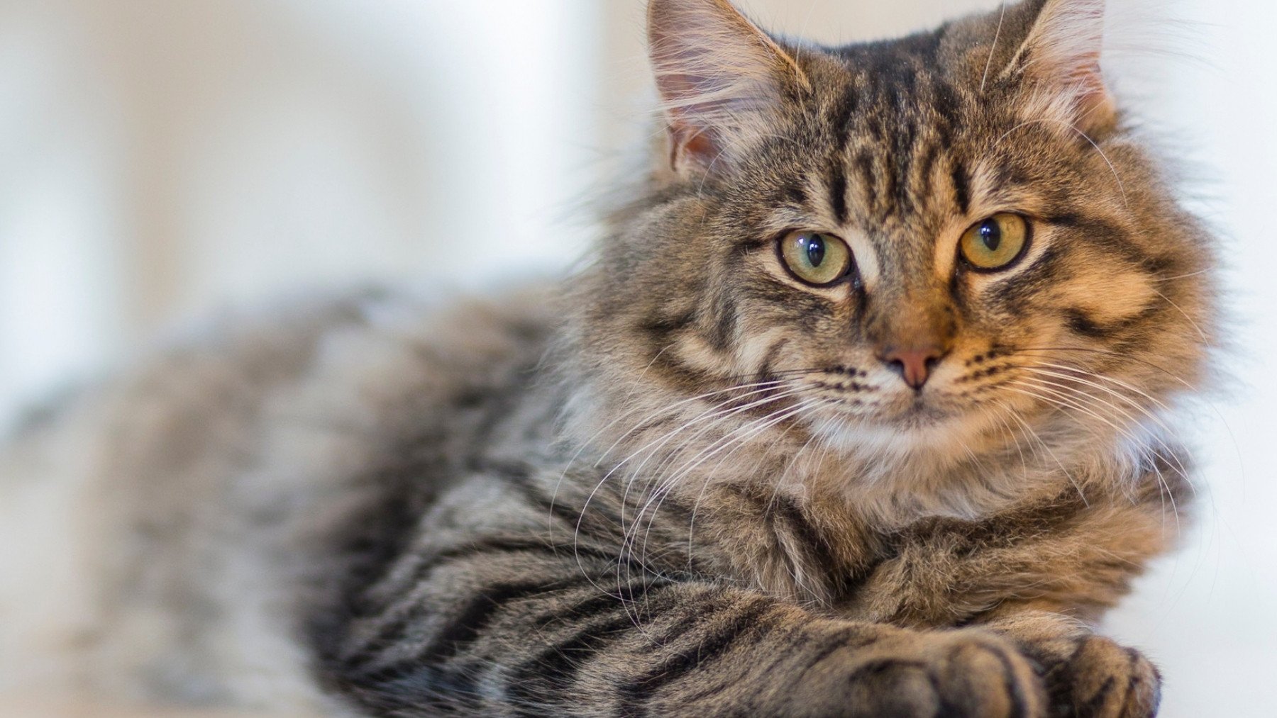 El aviso urgente de los veterinarios a todos los dueños de gatos que comen pienso: «Problemas…»
