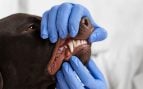 Perro, animales, mascotas