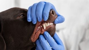 Perro, animales, mascotas