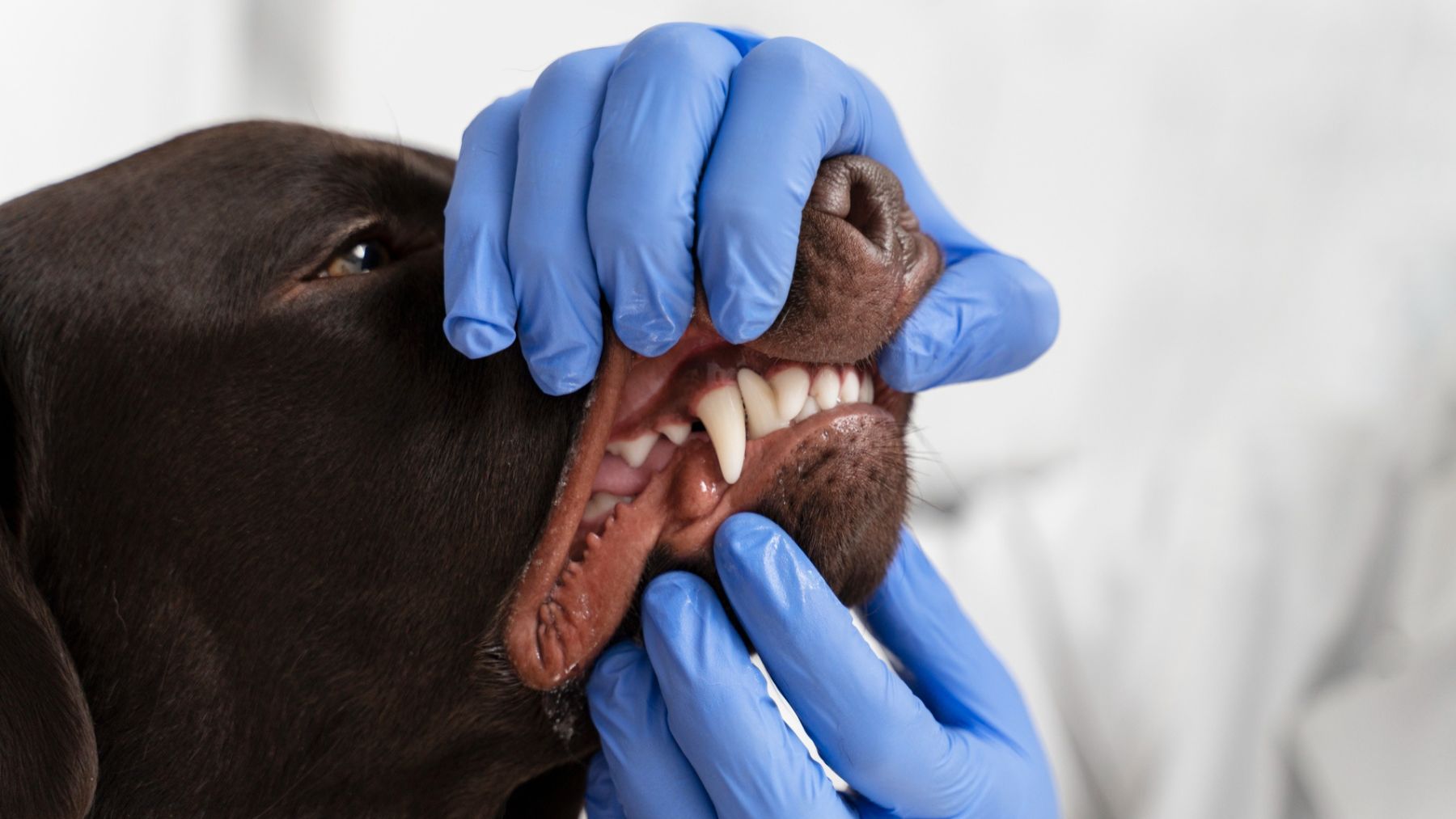 Perro, animales, mascotas