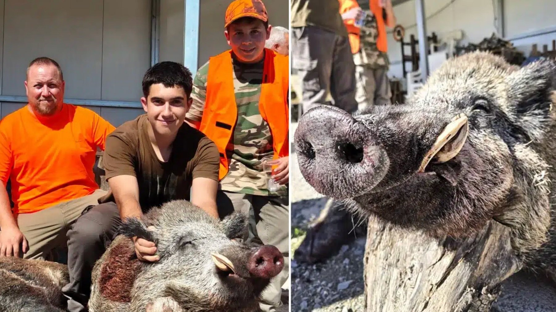 Jabalí, animales, caza, naturaleza, cataluña