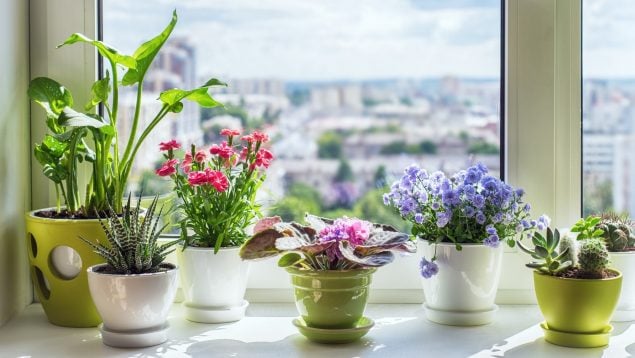 La planta