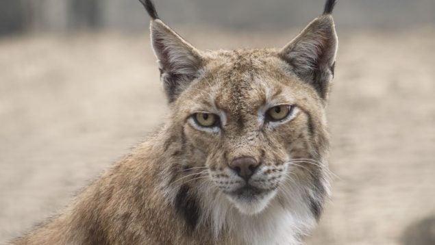 Lince, Pirineo catalán, animales