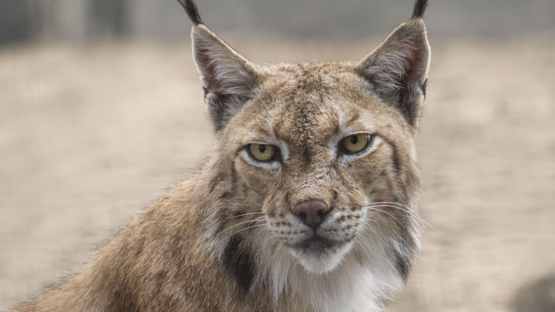Bombazo en la zoología española: quieren reintroducir en el Pirineo una especie de lince extinta desde 1930