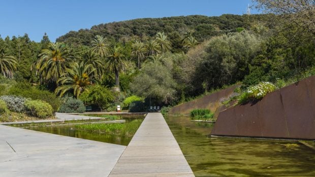 Jardín botánico al aire libre en el parque de Montjuic, Barcelona.