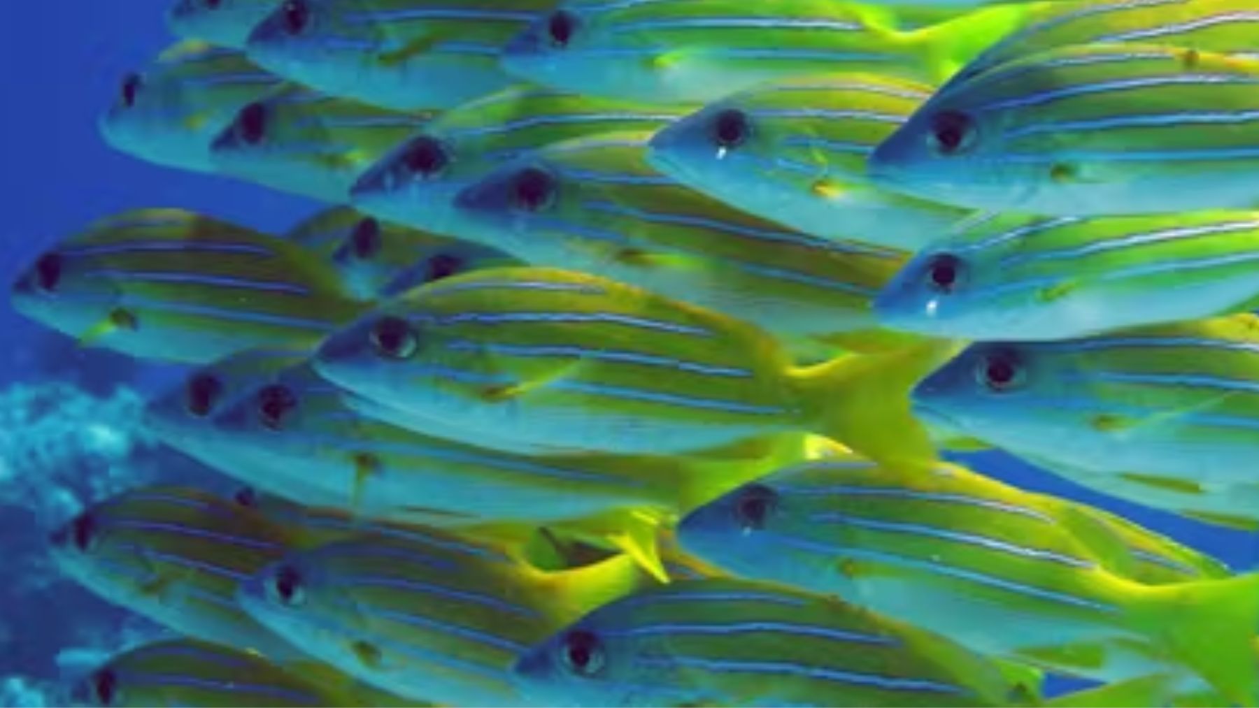 Especie invasora, peces, animales
