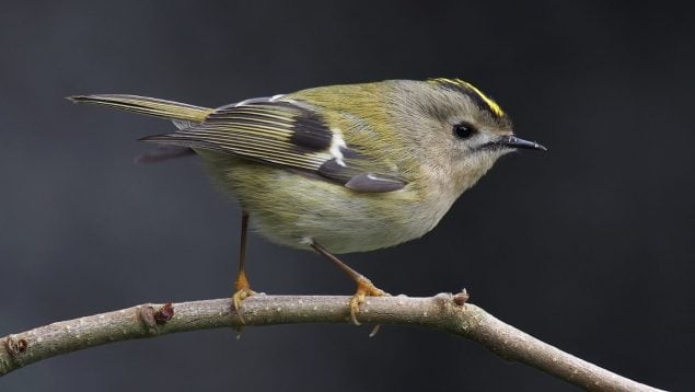 Regulus teneriffae, ave, pájaro