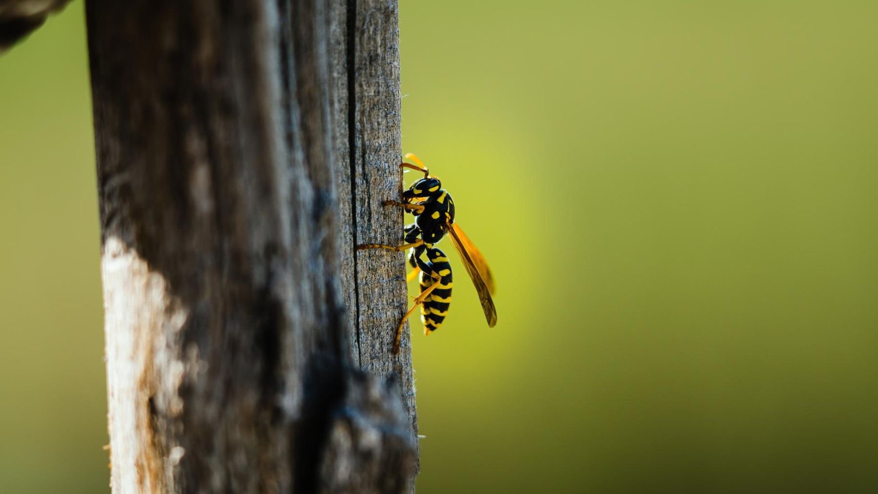 Avispa, plagas, naturaleza