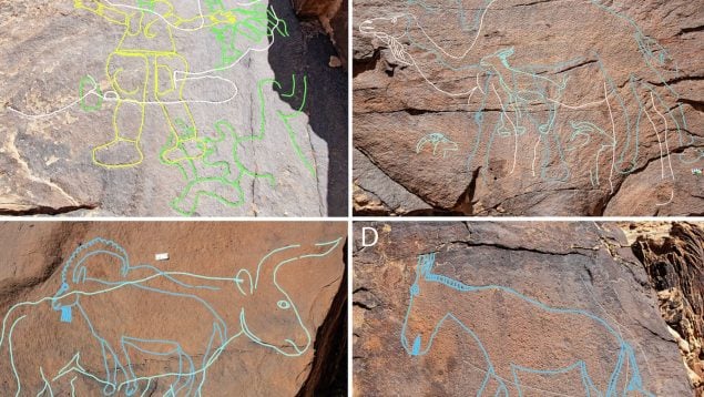 Camellos, descubrimientos, historia