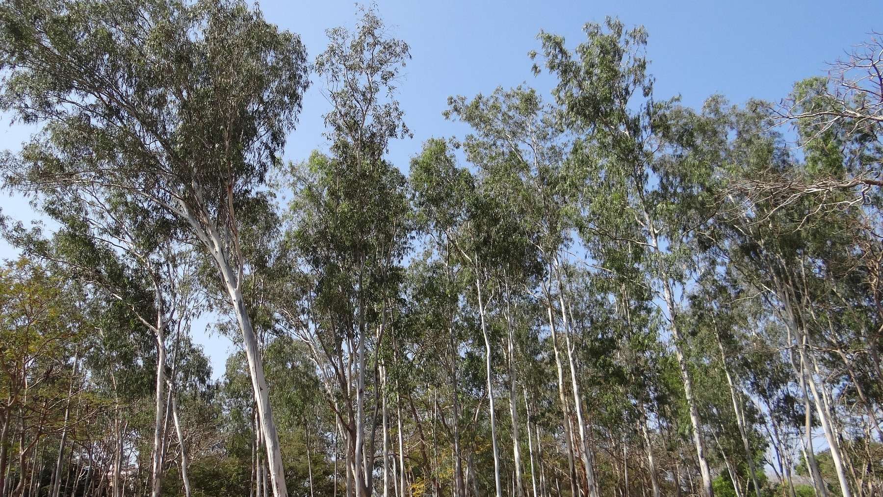 Estrategia técnicos gallegos para acabar con las plantas invasoras, control contra planta invasora, expertos contra especies invasoras.