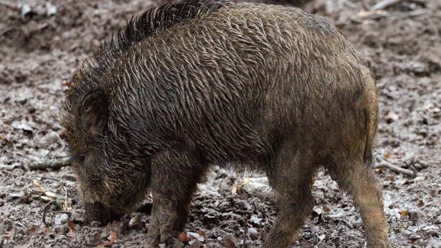 Los jabalís dañan los bosques de Europa, por qué los jabalís están desstrozando lo bosques euopeos, impacto del jabalí en la naturaleza, daño medioambiental de los jabalíes.