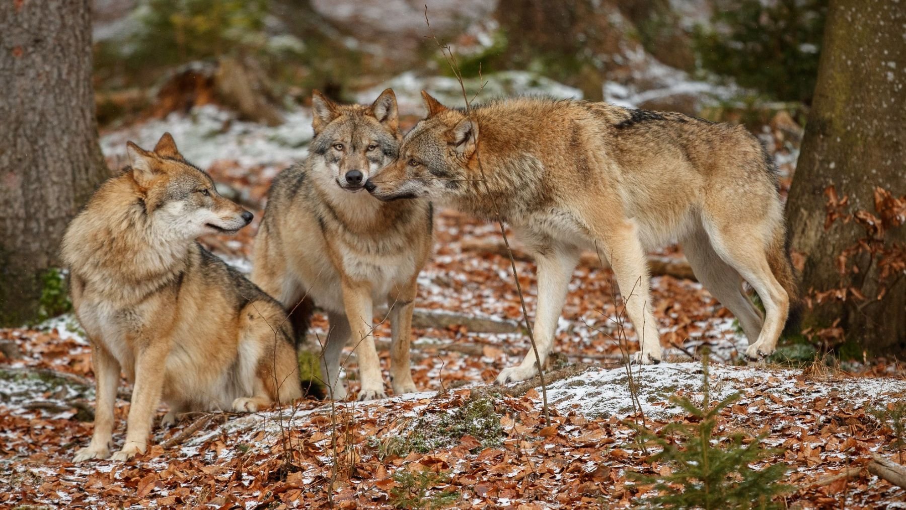 Lobos. Foto: Freepik