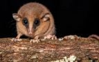 Marsupial, animal, curiosidades