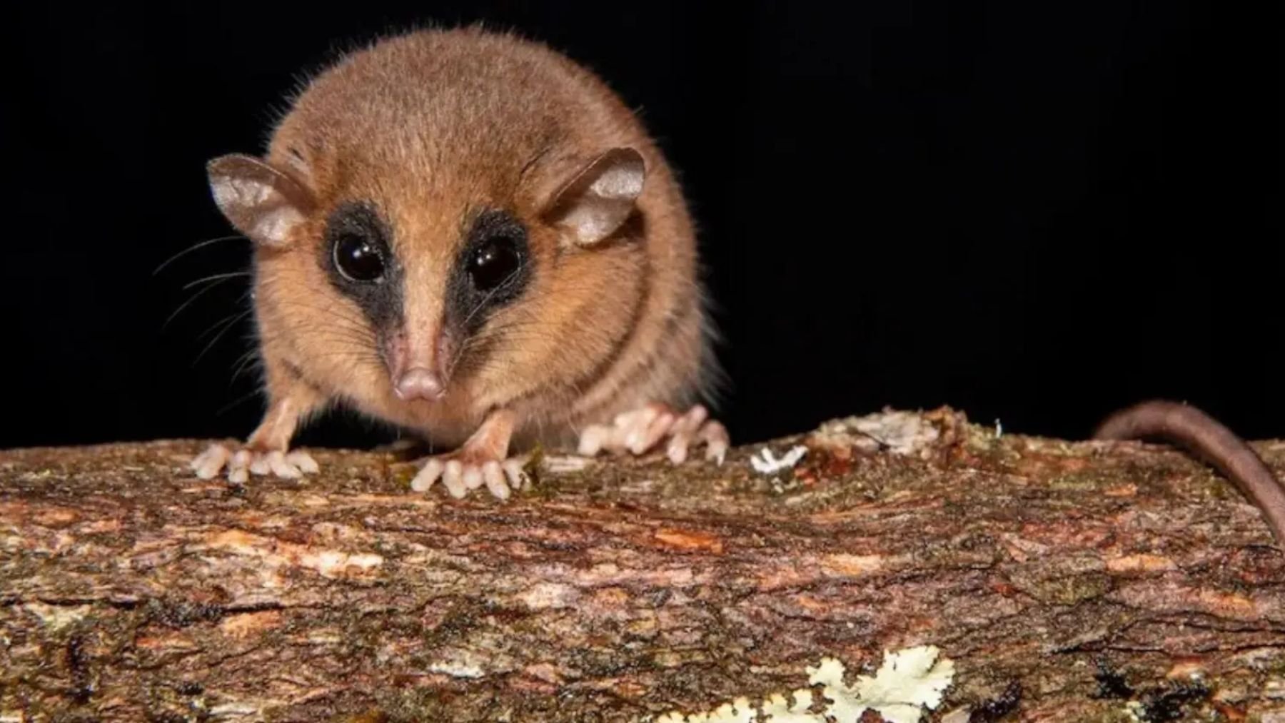 Nueva especie de marsupial. Foto: Pedro Peloso