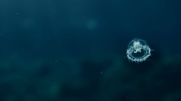 Esta medusa es el único animal con inmortalidad biológica. 