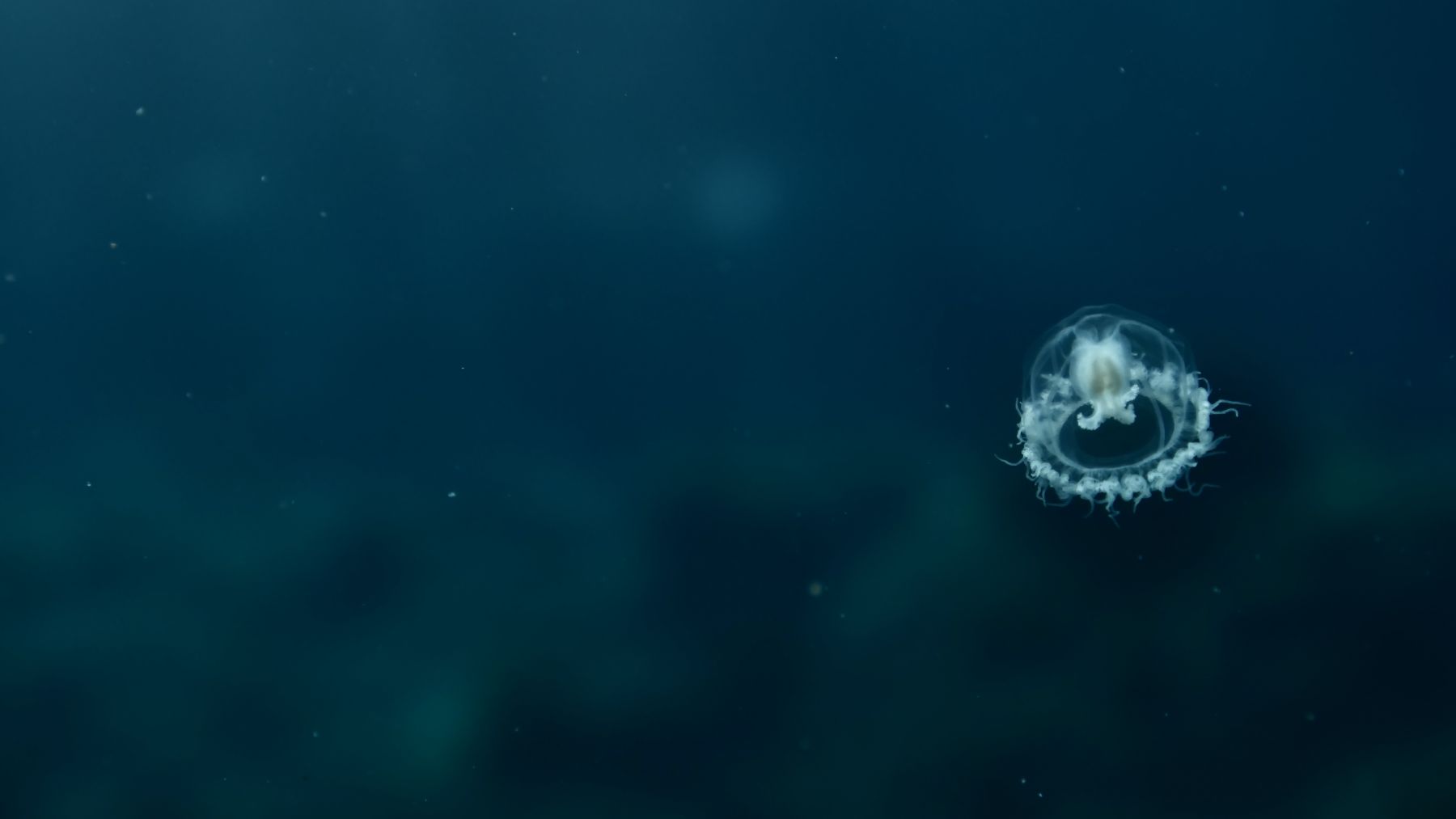 Los científicos incrédulos por el animal