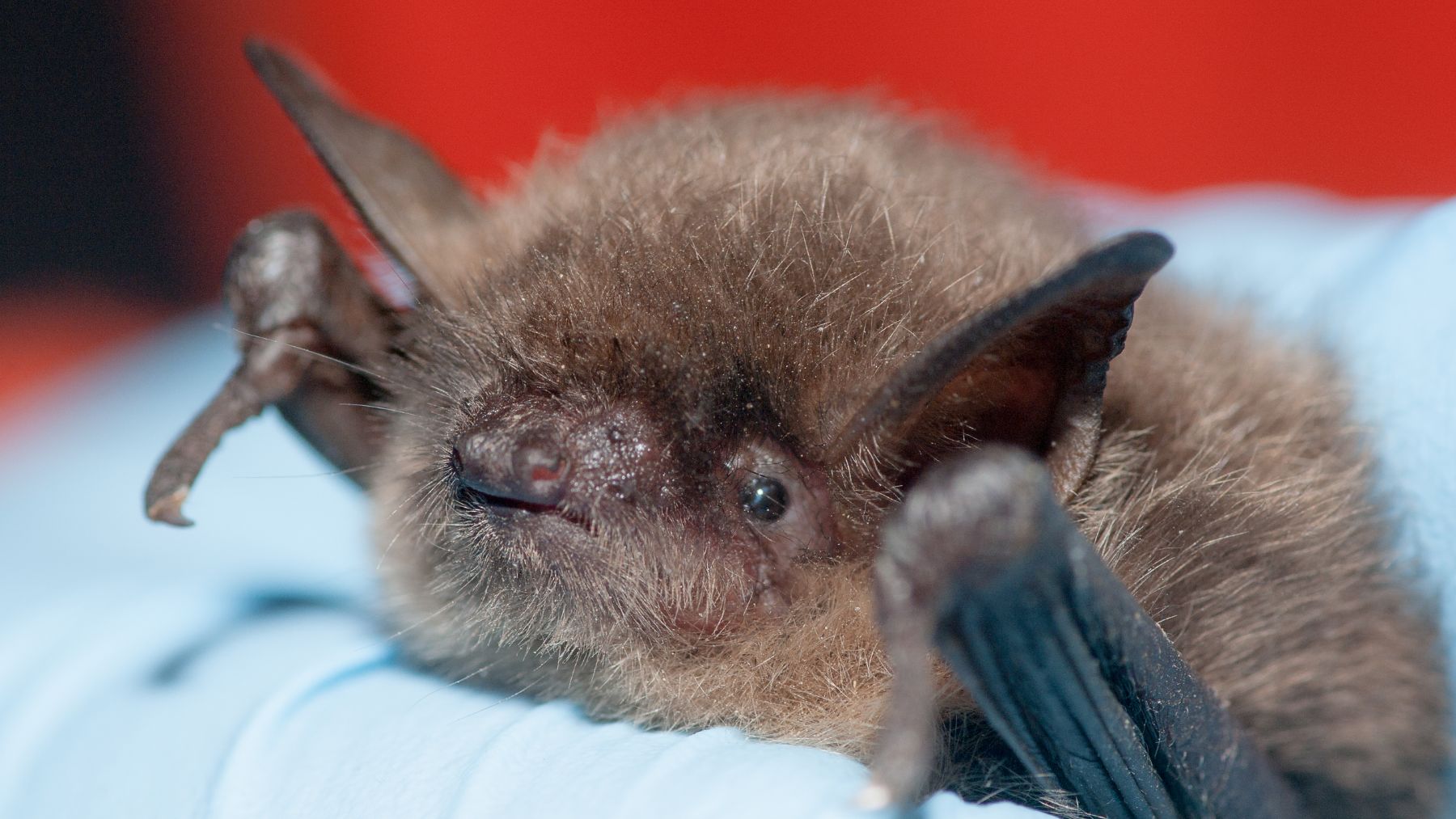 Murciélago Miotis de Yuma. Foto: Daniel Neal / Wikimedia Commons