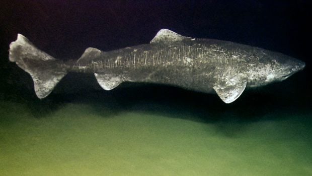 Tiburón de Groenlandia. Foto: NOAA. 