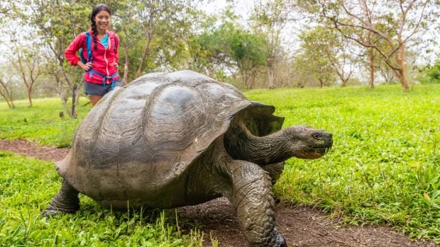 Tortuga gigante de las Galápagos, cuya longevidad nos puede enseñar caminos hacia la inmortalidad. 